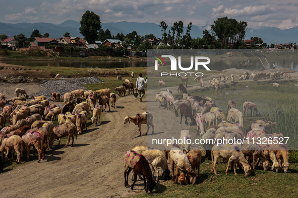 A man is walking past sheep at a livestock market set up for sacrificial animals ahead of the Muslim festival Eid-Ul-Adha in Sopore, Jammu a...