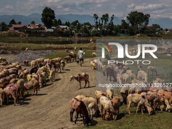 A man is walking past sheep at a livestock market set up for sacrificial animals ahead of the Muslim festival Eid-Ul-Adha in Sopore, Jammu a...