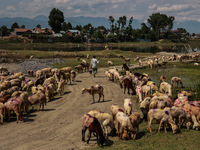 A man is walking past sheep at a livestock market set up for sacrificial animals ahead of the Muslim festival Eid-Ul-Adha in Sopore, Jammu a...