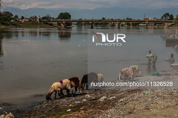 Sheep are being set up at a livestock market for sacrificial animals ahead of the Muslim Festival Eid-Ul-Adha in Sopore, Jammu and Kashmir,...