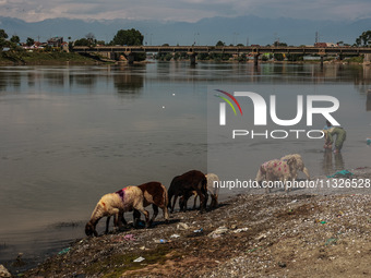 Sheep are being set up at a livestock market for sacrificial animals ahead of the Muslim Festival Eid-Ul-Adha in Sopore, Jammu and Kashmir,...