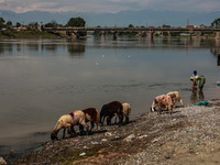 Sheep are being set up at a livestock market for sacrificial animals ahead of the Muslim Festival Eid-Ul-Adha in Sopore, Jammu and Kashmir,...