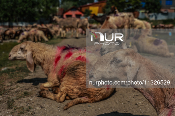 Sheep are being set up at a livestock market for sacrificial animals ahead of the Muslim Festival Eid-Ul-Adha in Sopore, Jammu and Kashmir,...