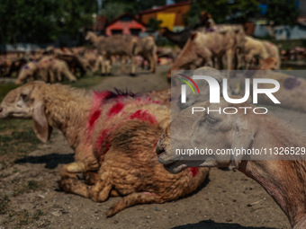 Sheep are being set up at a livestock market for sacrificial animals ahead of the Muslim Festival Eid-Ul-Adha in Sopore, Jammu and Kashmir,...