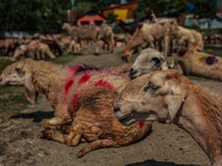 Sheep are being set up at a livestock market for sacrificial animals ahead of the Muslim Festival Eid-Ul-Adha in Sopore, Jammu and Kashmir,...