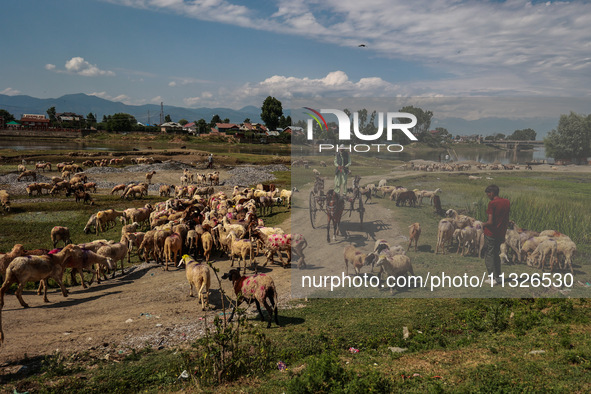 Sheep are at a livestock market set up for sacrificial animals ahead of the Muslim festival Eid-Ul-Adha in Sopore, Jammu and Kashmir, India,...