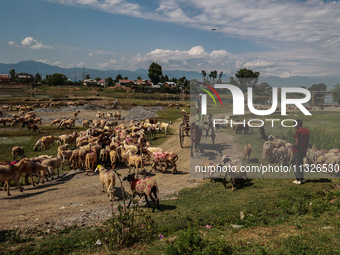 Sheep are at a livestock market set up for sacrificial animals ahead of the Muslim festival Eid-Ul-Adha in Sopore, Jammu and Kashmir, India,...