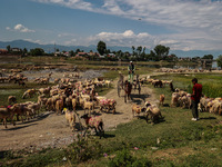 Sheep are at a livestock market set up for sacrificial animals ahead of the Muslim festival Eid-Ul-Adha in Sopore, Jammu and Kashmir, India,...