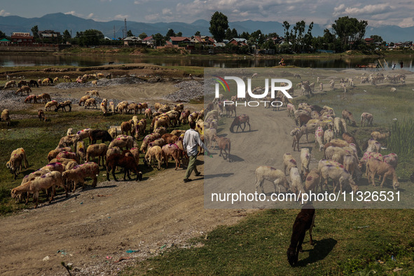 Sheep are at a livestock market set up for sacrificial animals ahead of the Muslim festival Eid-Ul-Adha in Sopore, Jammu and Kashmir, India,...