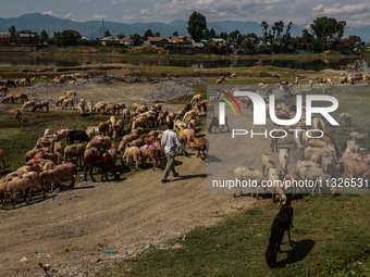 Sheep are at a livestock market set up for sacrificial animals ahead of the Muslim festival Eid-Ul-Adha in Sopore, Jammu and Kashmir, India,...