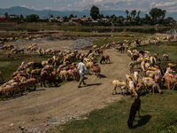 Sheep are at a livestock market set up for sacrificial animals ahead of the Muslim festival Eid-Ul-Adha in Sopore, Jammu and Kashmir, India,...