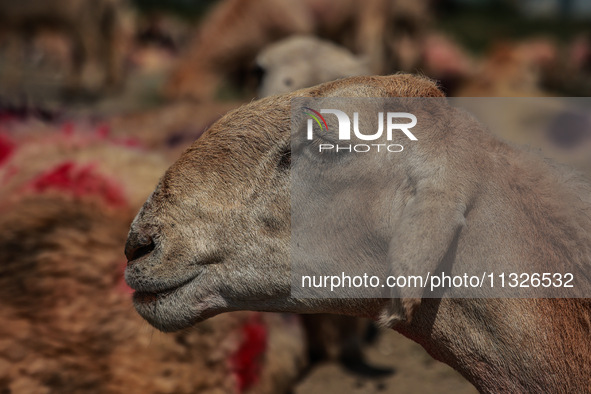 Sheep are at a livestock market set up for sacrificial animals ahead of the Muslim festival Eid-Ul-Adha in Sopore, Jammu and Kashmir, India,...