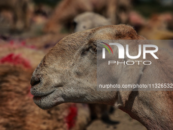 Sheep are at a livestock market set up for sacrificial animals ahead of the Muslim festival Eid-Ul-Adha in Sopore, Jammu and Kashmir, India,...