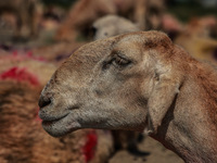 Sheep are at a livestock market set up for sacrificial animals ahead of the Muslim festival Eid-Ul-Adha in Sopore, Jammu and Kashmir, India,...