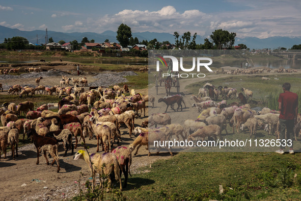 Sheep are at a livestock market set up for sacrificial animals ahead of the Muslim festival Eid-Ul-Adha in Sopore, Jammu and Kashmir, India,...