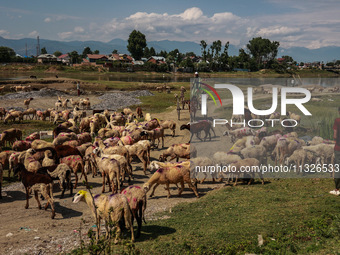 Sheep are at a livestock market set up for sacrificial animals ahead of the Muslim festival Eid-Ul-Adha in Sopore, Jammu and Kashmir, India,...