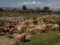 Sheep are at a livestock market set up for sacrificial animals ahead of the Muslim festival Eid-Ul-Adha in Sopore, Jammu and Kashmir, India,...