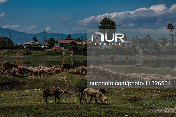 Sheep are at a livestock market set up for sacrificial animals ahead of the Muslim festival Eid-Ul-Adha in Sopore, Jammu and Kashmir, India,...