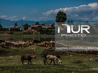 Sheep are at a livestock market set up for sacrificial animals ahead of the Muslim festival Eid-Ul-Adha in Sopore, Jammu and Kashmir, India,...