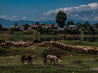 Sheep are at a livestock market set up for sacrificial animals ahead of the Muslim festival Eid-Ul-Adha in Sopore, Jammu and Kashmir, India,...