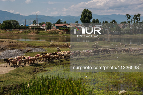 Sheep are at a livestock market set up for sacrificial animals ahead of the Muslim festival Eid-Ul-Adha in Sopore, Jammu and Kashmir, India,...