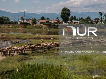 Sheep are at a livestock market set up for sacrificial animals ahead of the Muslim festival Eid-Ul-Adha in Sopore, Jammu and Kashmir, India,...