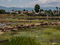 Sheep are at a livestock market set up for sacrificial animals ahead of the Muslim festival Eid-Ul-Adha in Sopore, Jammu and Kashmir, India,...