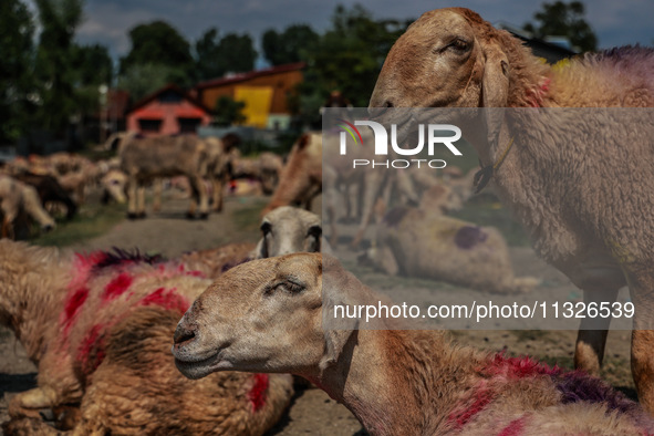 Sheep are at a livestock market set up for sacrificial animals ahead of the Muslim festival Eid-Ul-Adha in Sopore, Jammu and Kashmir, India,...