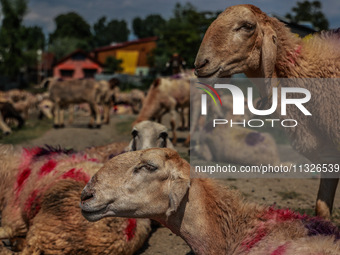 Sheep are at a livestock market set up for sacrificial animals ahead of the Muslim festival Eid-Ul-Adha in Sopore, Jammu and Kashmir, India,...