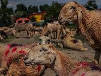 Sheep are at a livestock market set up for sacrificial animals ahead of the Muslim festival Eid-Ul-Adha in Sopore, Jammu and Kashmir, India,...