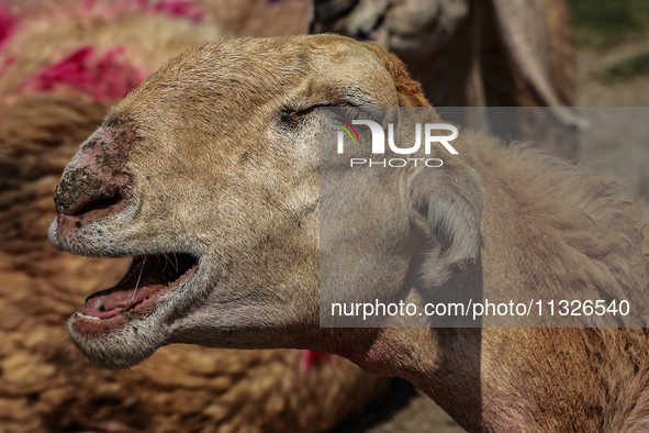 Sheep are at a livestock market set up for sacrificial animals ahead of the Muslim festival Eid-Ul-Adha in Sopore, Jammu and Kashmir, India,...