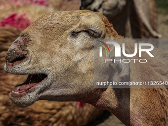 Sheep are at a livestock market set up for sacrificial animals ahead of the Muslim festival Eid-Ul-Adha in Sopore, Jammu and Kashmir, India,...