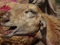 Sheep are at a livestock market set up for sacrificial animals ahead of the Muslim festival Eid-Ul-Adha in Sopore, Jammu and Kashmir, India,...