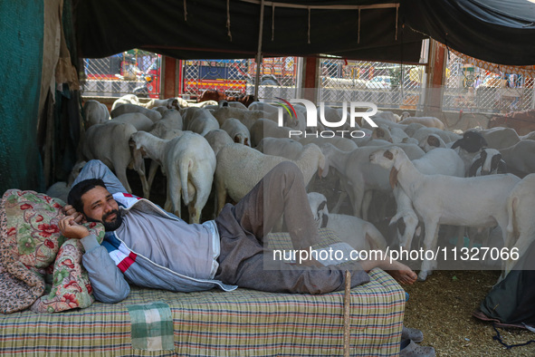 A man is resting past sheep at a livestock market ahead of the Eid-Al-Adha (Feast of Sacrifice) festival in Srinagar, Kashmir, India, on Jun...