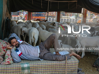 A man is resting past sheep at a livestock market ahead of the Eid-Al-Adha (Feast of Sacrifice) festival in Srinagar, Kashmir, India, on Jun...