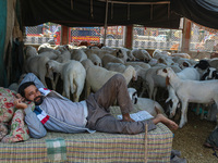 A man is resting past sheep at a livestock market ahead of the Eid-Al-Adha (Feast of Sacrifice) festival in Srinagar, Kashmir, India, on Jun...