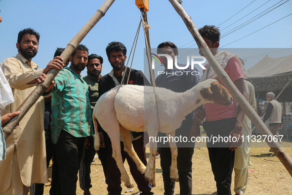 Kashmiris are weighing a sheep before buying at a livestock market ahead of the Eid-Al-Adha (Feast of Sacrifice) festival in Srinagar, Kashm...