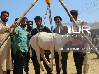 Kashmiris are weighing a sheep before buying at a livestock market ahead of the Eid-Al-Adha (Feast of Sacrifice) festival in Srinagar, Kashm...