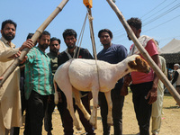 Kashmiris are weighing a sheep before buying at a livestock market ahead of the Eid-Al-Adha (Feast of Sacrifice) festival in Srinagar, Kashm...