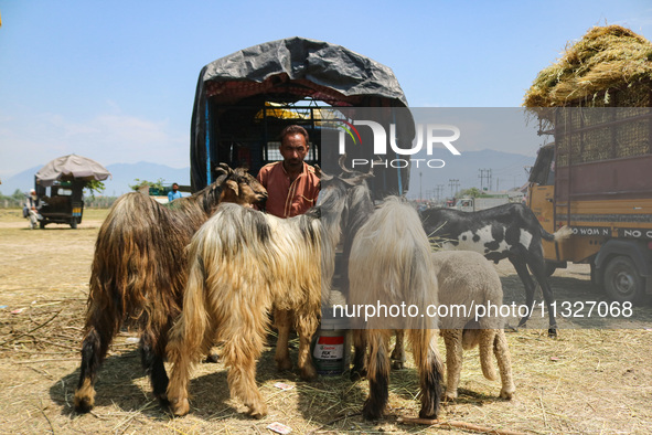 Sheep are being seen at a livestock market ahead of the Eid-Al-Adha (Feast of Sacrifice) festival in Srinagar, Kashmir, India, on June 13, 2...