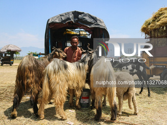 Sheep are being seen at a livestock market ahead of the Eid-Al-Adha (Feast of Sacrifice) festival in Srinagar, Kashmir, India, on June 13, 2...