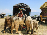 Sheep are being seen at a livestock market ahead of the Eid-Al-Adha (Feast of Sacrifice) festival in Srinagar, Kashmir, India, on June 13, 2...