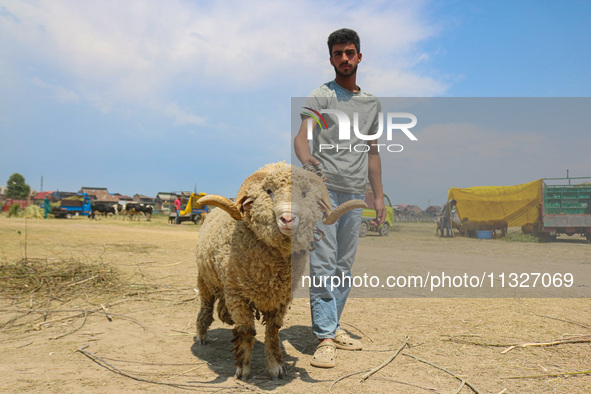 A Kashmiri Muslim trader is waiting for Muslim customers as he is selling a ram at a livestock market ahead of the Eid-Al-Adha (Feast of Sac...