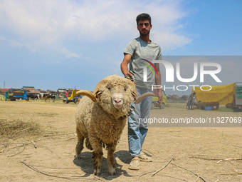 A Kashmiri Muslim trader is waiting for Muslim customers as he is selling a ram at a livestock market ahead of the Eid-Al-Adha (Feast of Sac...