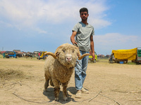 A Kashmiri Muslim trader is waiting for Muslim customers as he is selling a ram at a livestock market ahead of the Eid-Al-Adha (Feast of Sac...