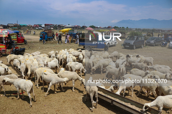 Sheep are being seen at a livestock market ahead of the Eid-Al-Adha (Feast of Sacrifice) festival in Srinagar, Kashmir, India, on June 13, 2...