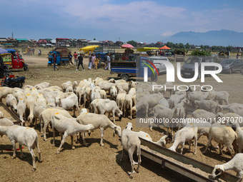 Sheep are being seen at a livestock market ahead of the Eid-Al-Adha (Feast of Sacrifice) festival in Srinagar, Kashmir, India, on June 13, 2...