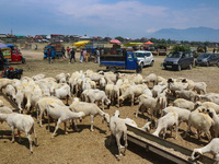 Sheep are being seen at a livestock market ahead of the Eid-Al-Adha (Feast of Sacrifice) festival in Srinagar, Kashmir, India, on June 13, 2...