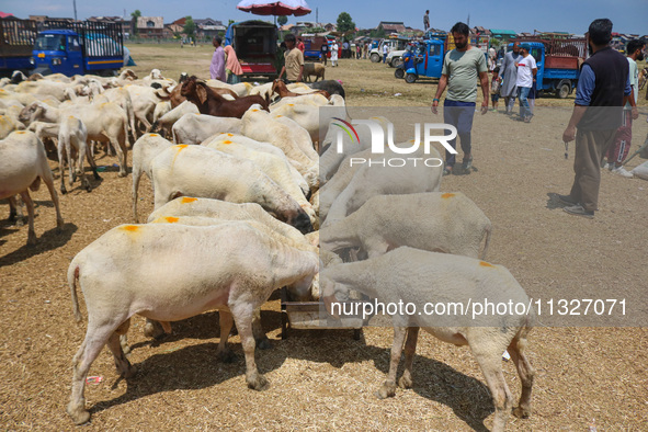 A flock of sheep is eating at a livestock market ahead of the Eid-Al-Adha (Feast of Sacrifice) festival in Srinagar, Kashmir, India, on June...