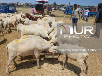 A flock of sheep is eating at a livestock market ahead of the Eid-Al-Adha (Feast of Sacrifice) festival in Srinagar, Kashmir, India, on June...